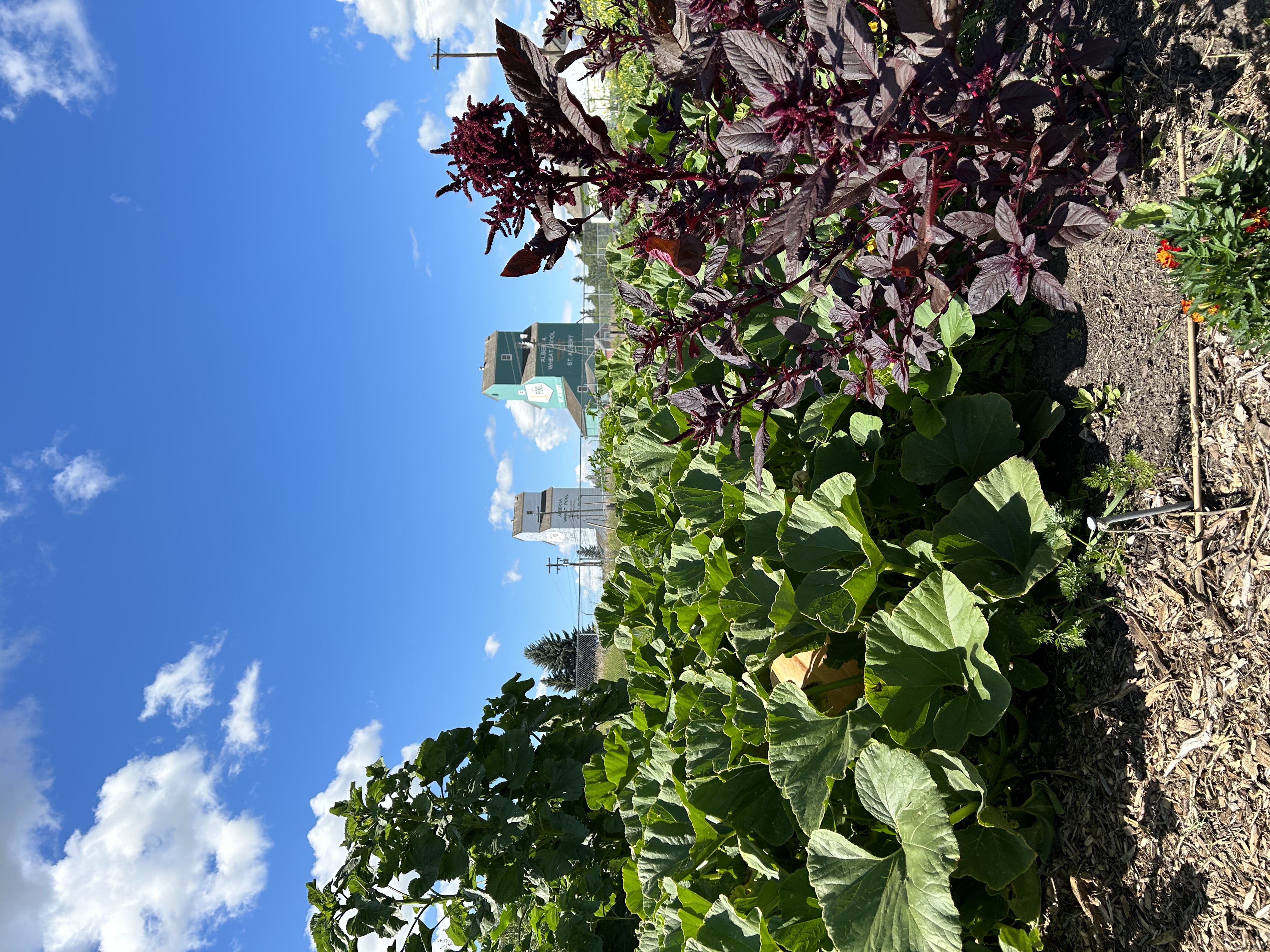 Planting Seeds + Growing Community