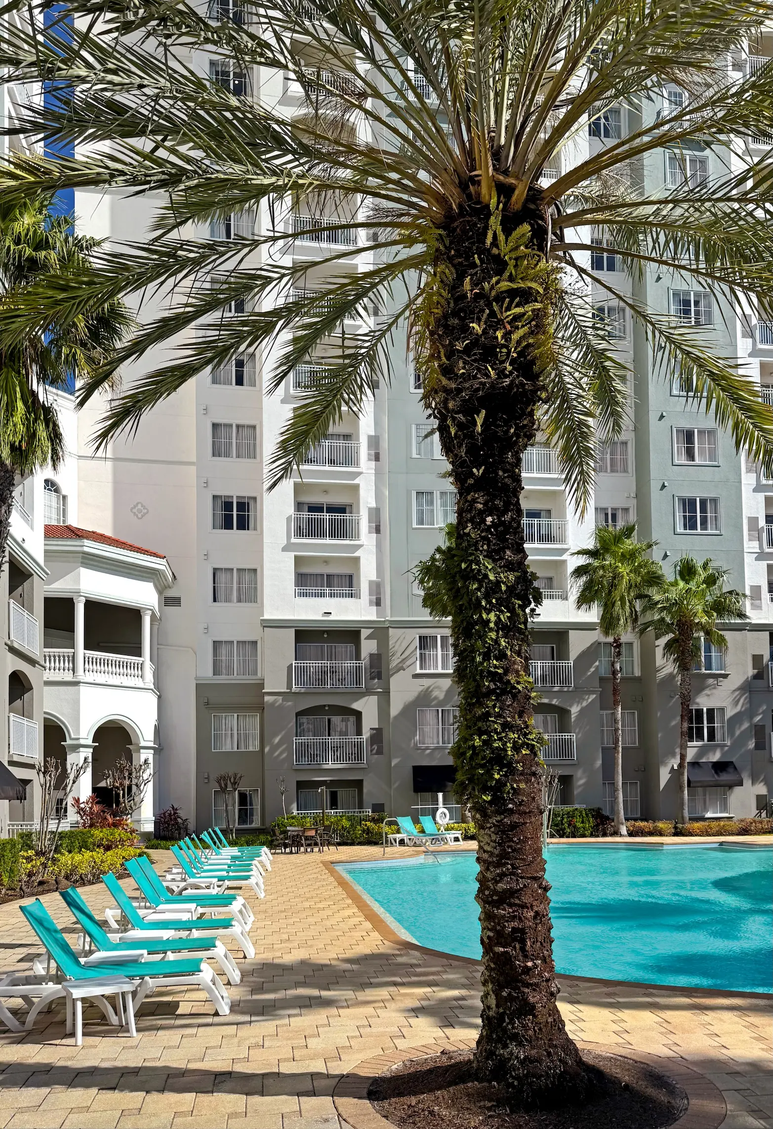 A poolside area with a large palm tree, lounge chairs, and a hotel building in the background.