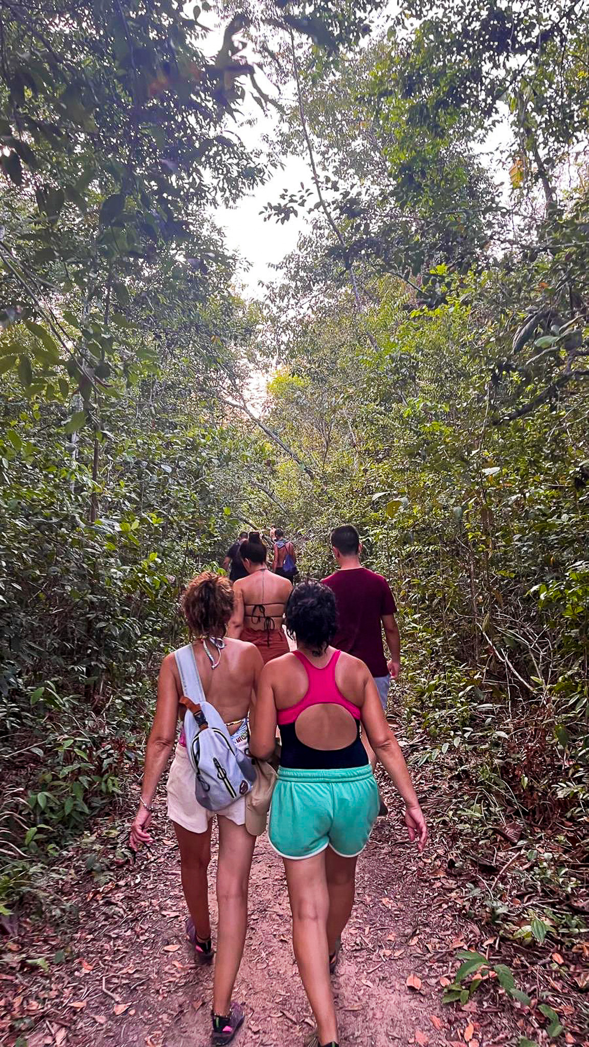 Trilha guiada na Flona do Tapajós com foco na flora amazônica