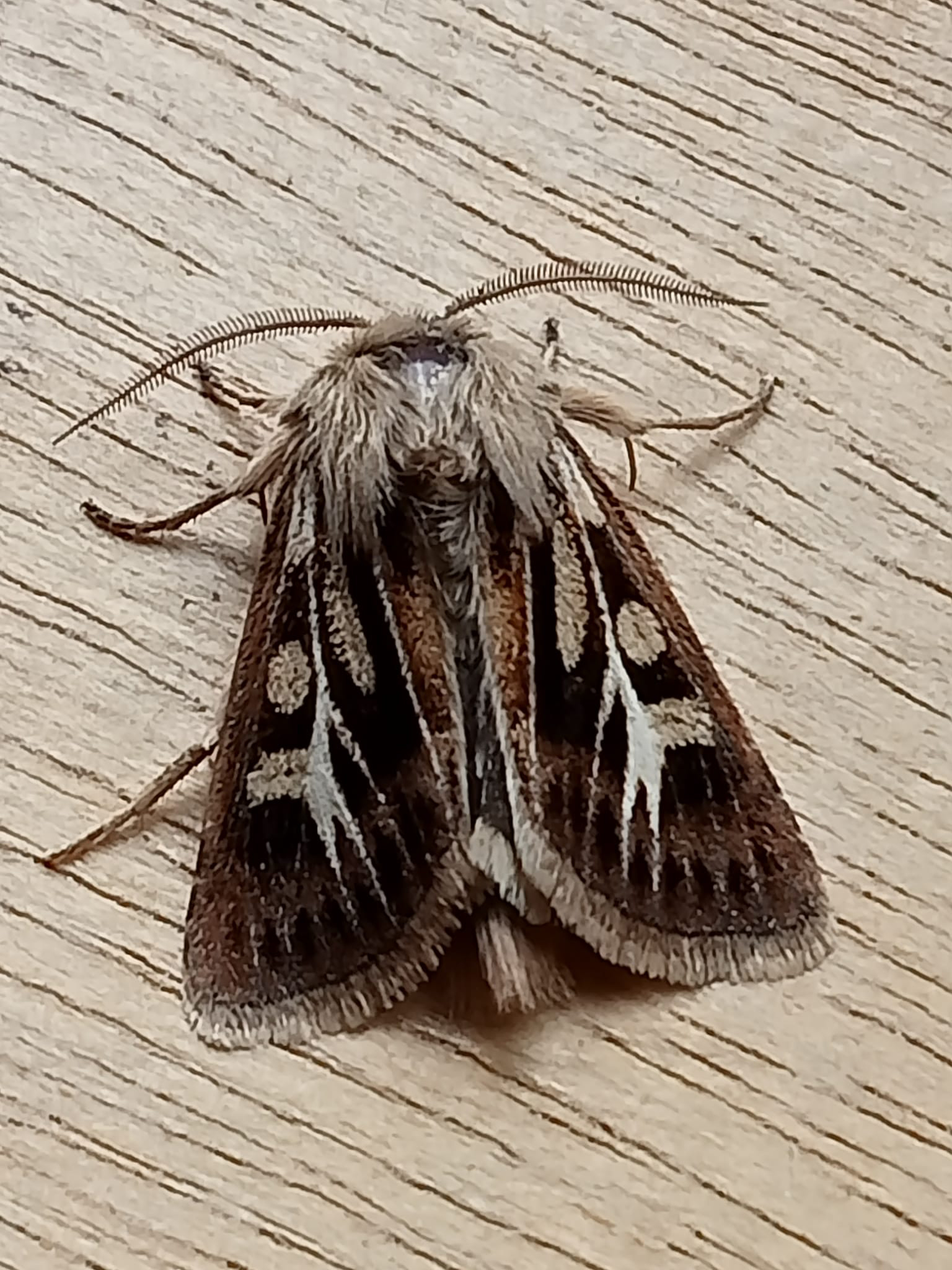 Antler Moth