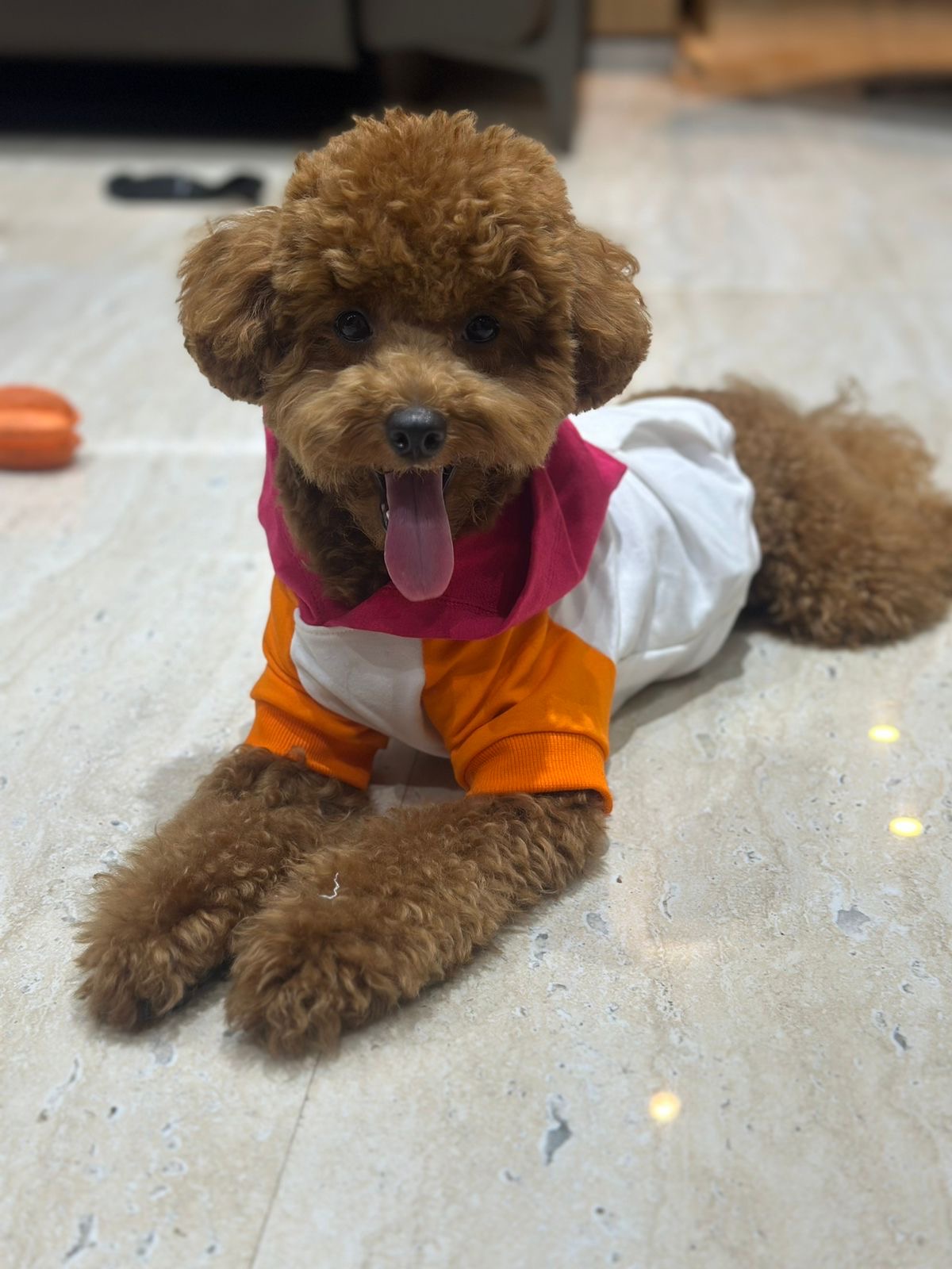 Tickle Wiggle Dog Zip Hoodie My Lemon Tails