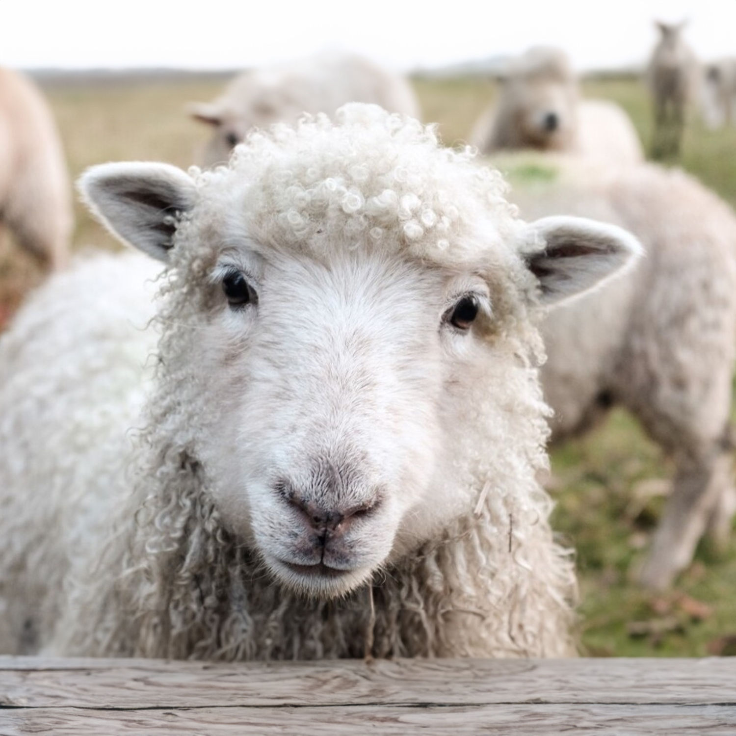 Picture for 'Offrir 1 mouton' column
