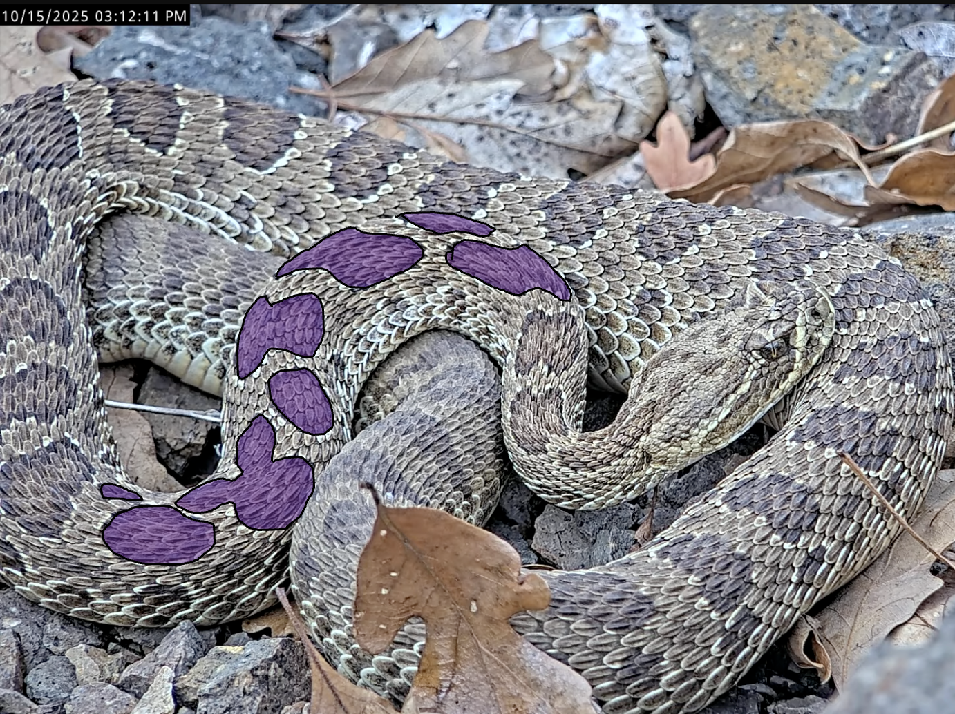 CO Meet The Snakes | Rattlesnake Cam