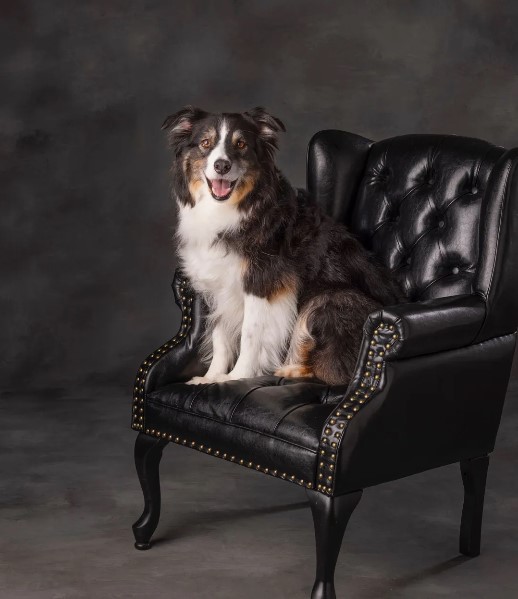 Pet Portrait Session