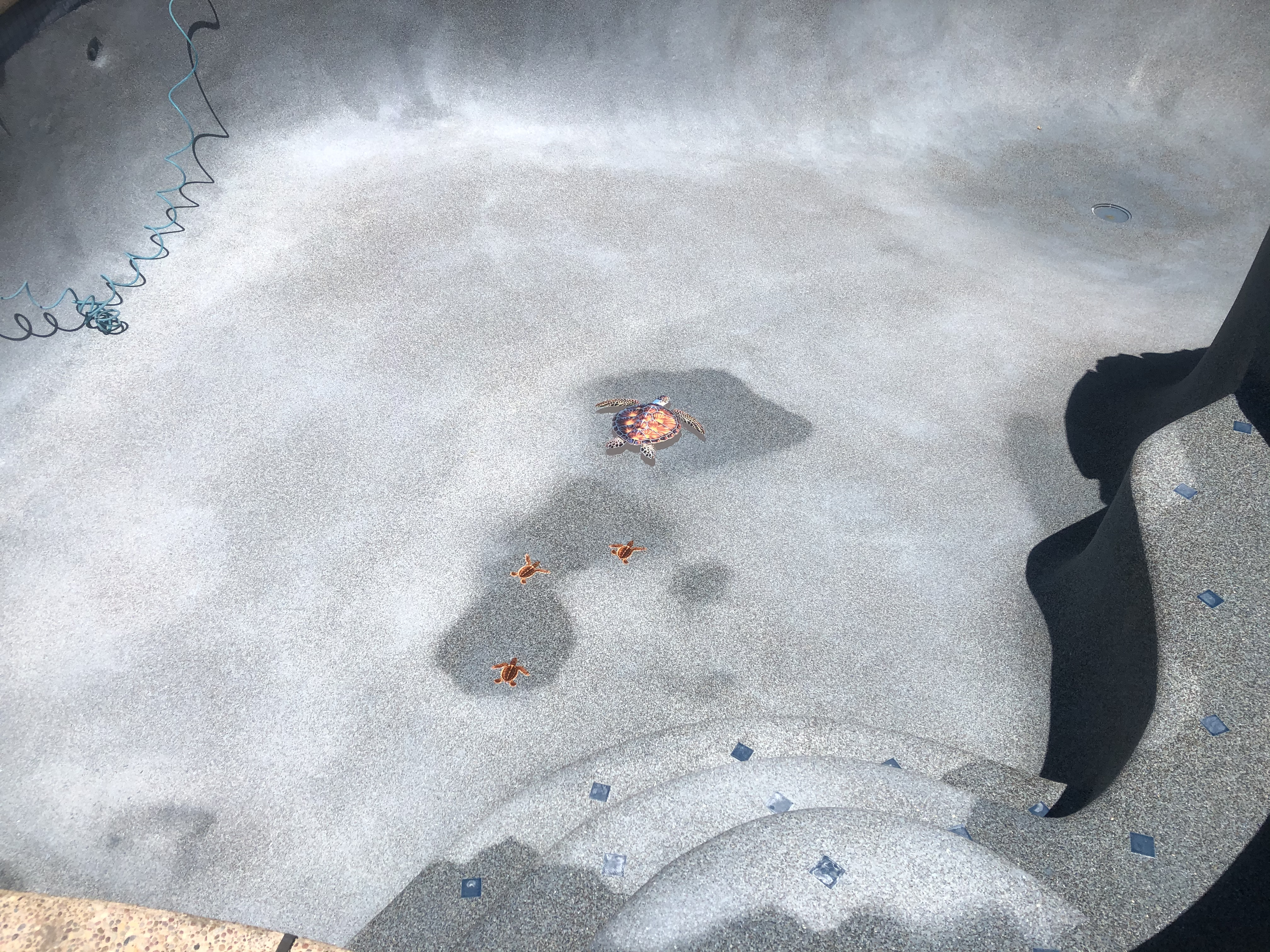 Sacramento pool project by Phenomenal Pool & Landscape