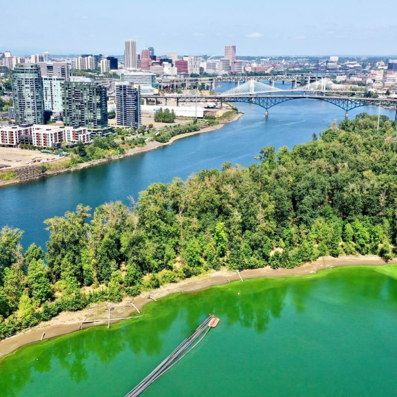 Clearing the Water: Defeating the Harmful Algae Bloom in Ross Island Lagoon event image