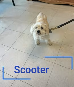 Scooter, a Creekside Vet Clinic patient who recovered from surgery with laser therapy