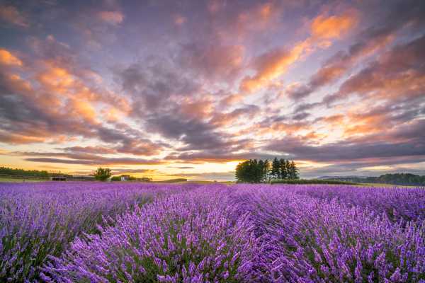 Alphra Lavender Farm