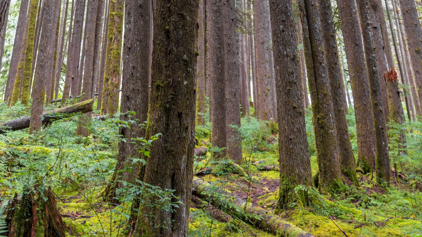 BelRed subarea and tree code groundwork