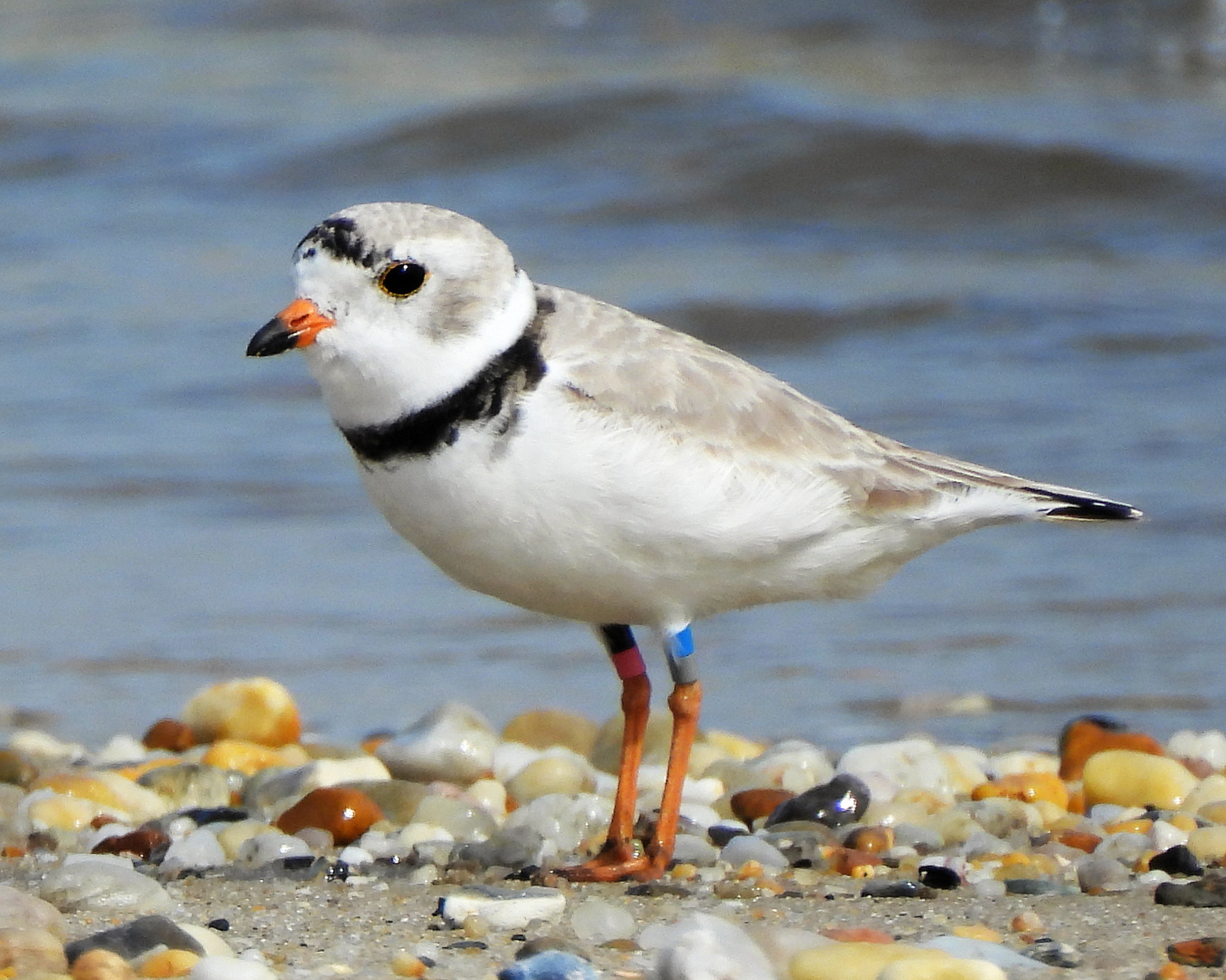 Prime Hook NWR Presents: Conserving Delaware’s Threatened & Endangered Beach Nesting Birds