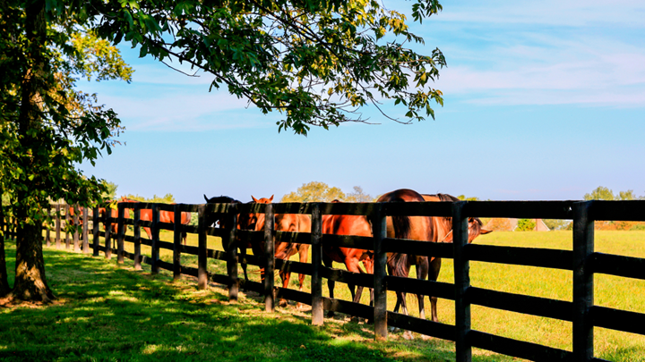 Agricultural Fence Company in Louisburg