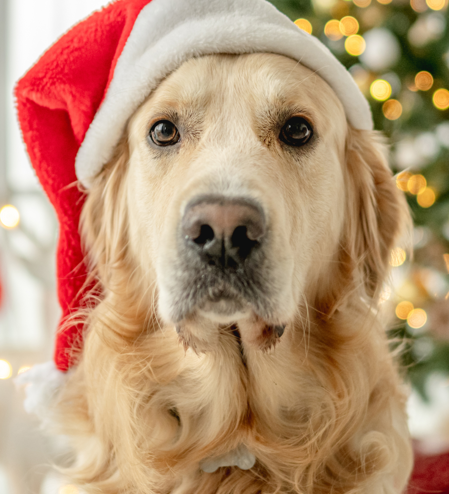 Holiday Cookie Preorder